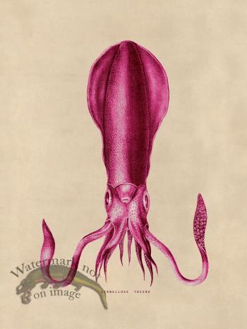 Octopus Pink 27